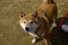 凜々しさ満面