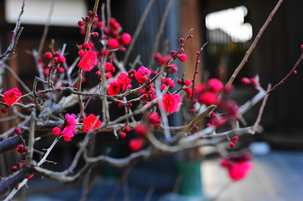 寺境内なウメ花