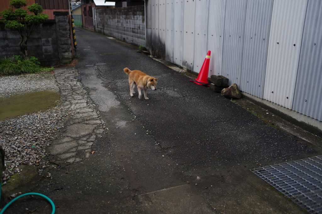 我が家の老犬