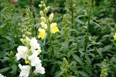季節な花