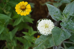 季節な花
