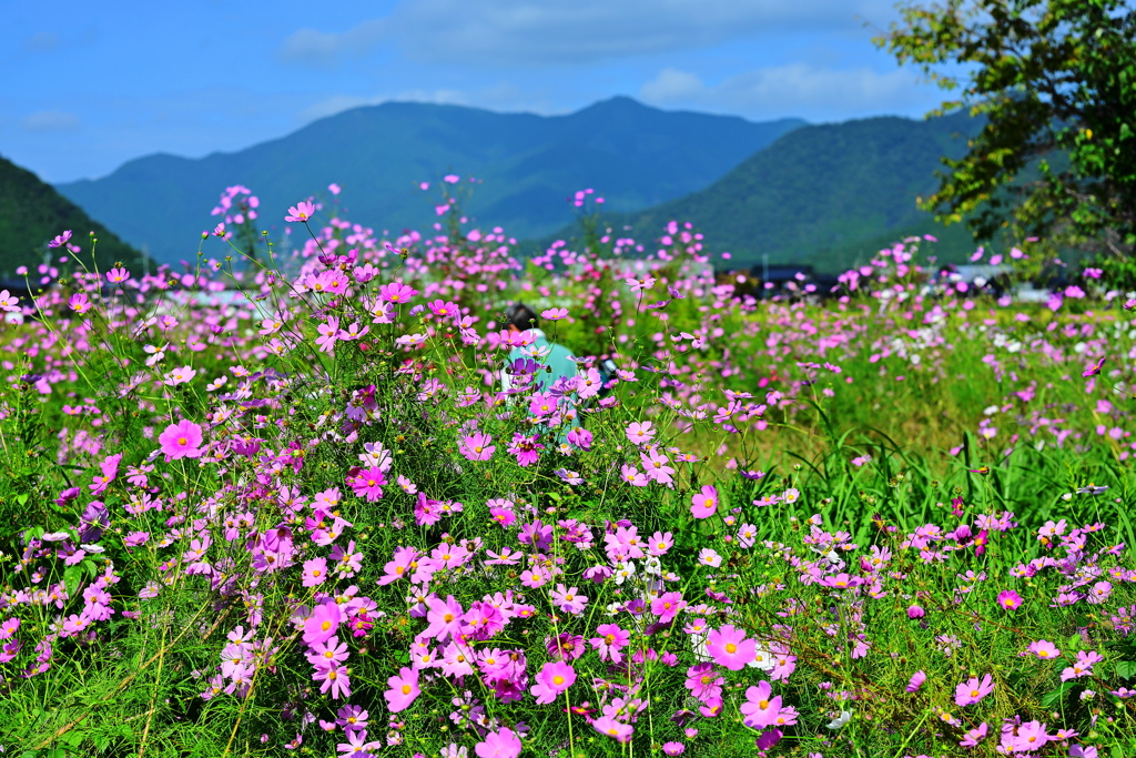 花風景