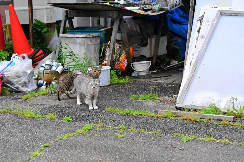 猫風景