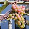 ぶどう