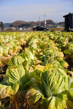 畑な白菜