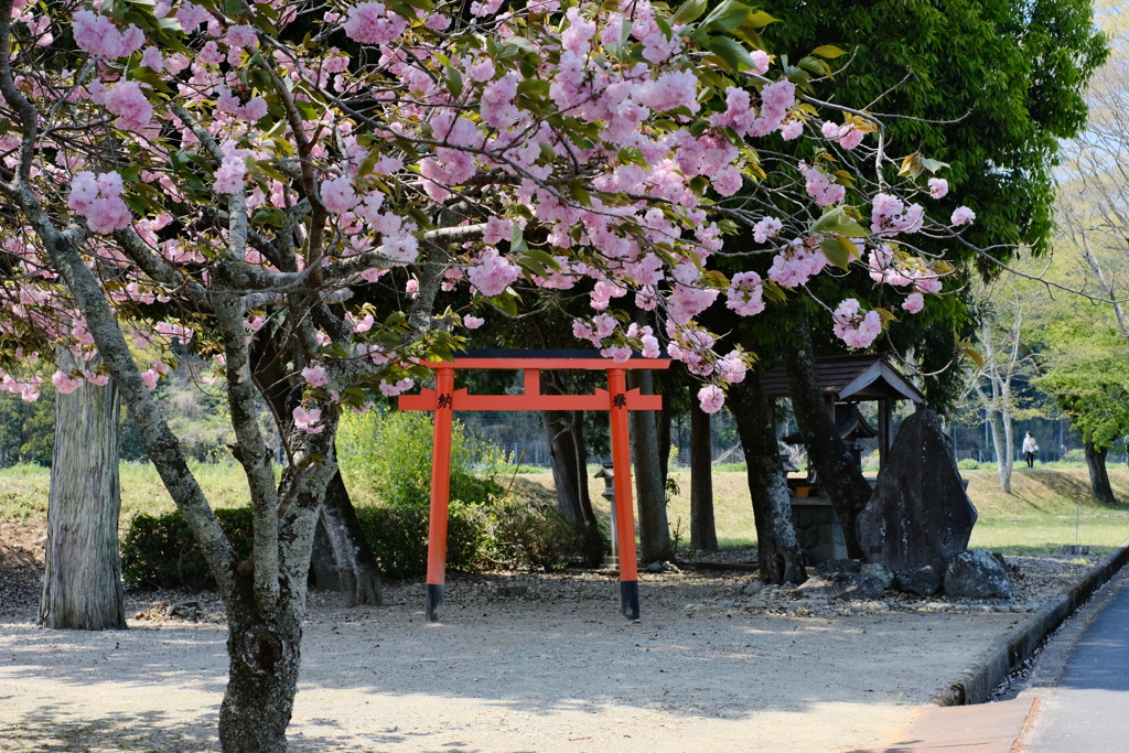 花風景
