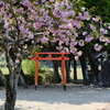 花風景
