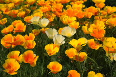 季節な花