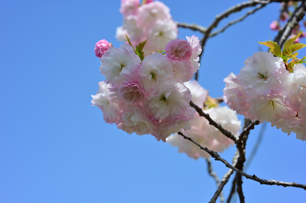 春な花