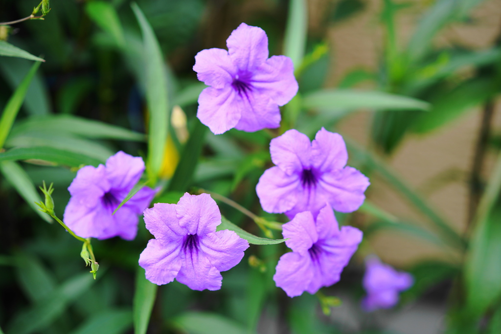 旬な花