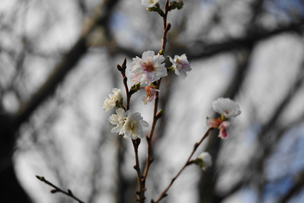 枝な花