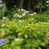 DSC00699