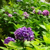 DSC00726