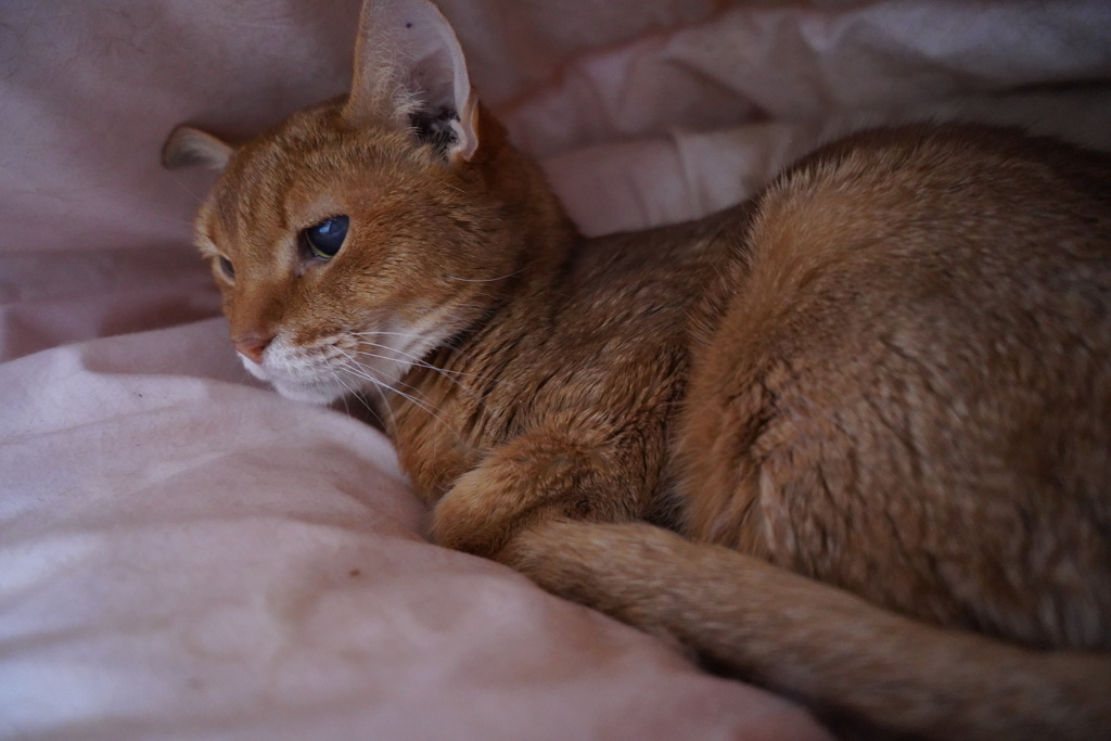 愛猫