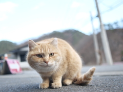 ぬこ