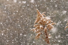 いきなり雪ふるからーーその３