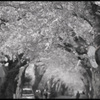 桜トンネル
