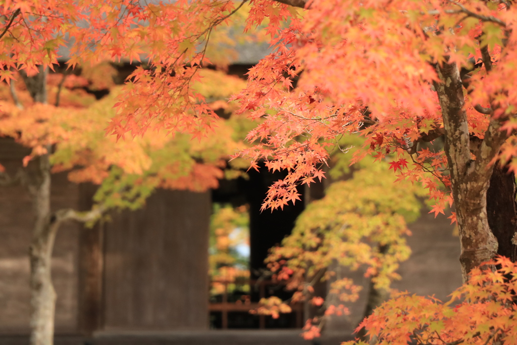 毛越寺紅葉