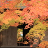 毛越寺紅葉