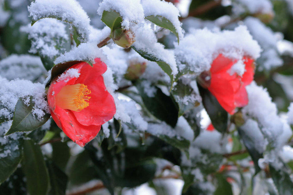 いきなり雪ふるからーーその１