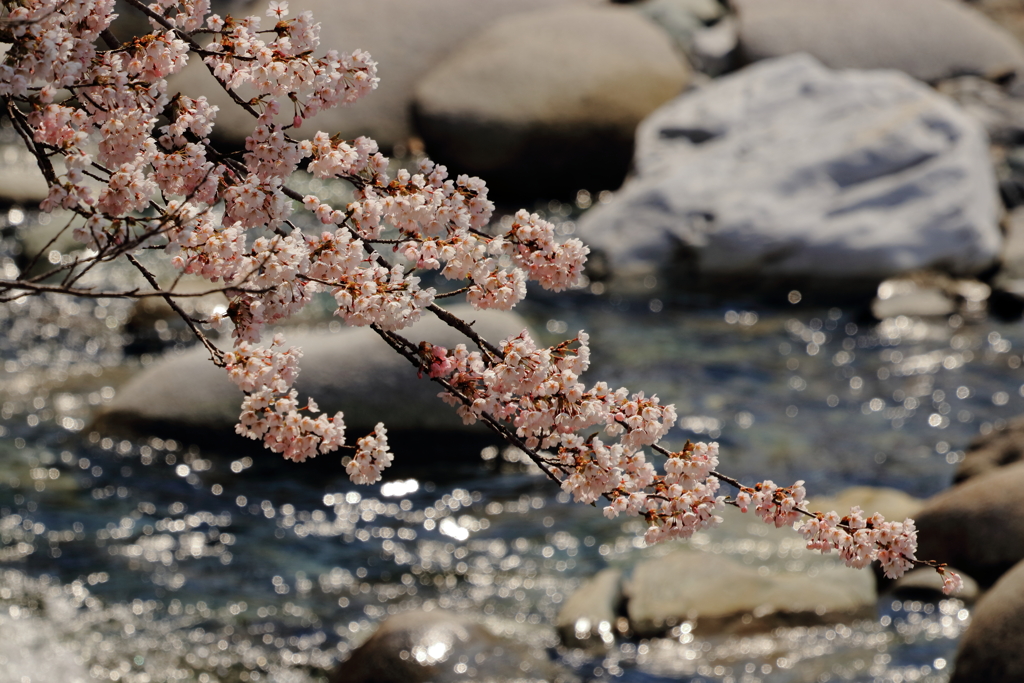 桜
