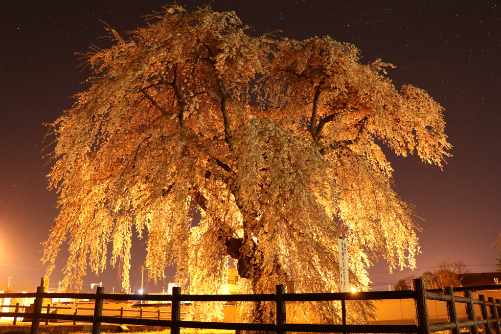 垂れ桜