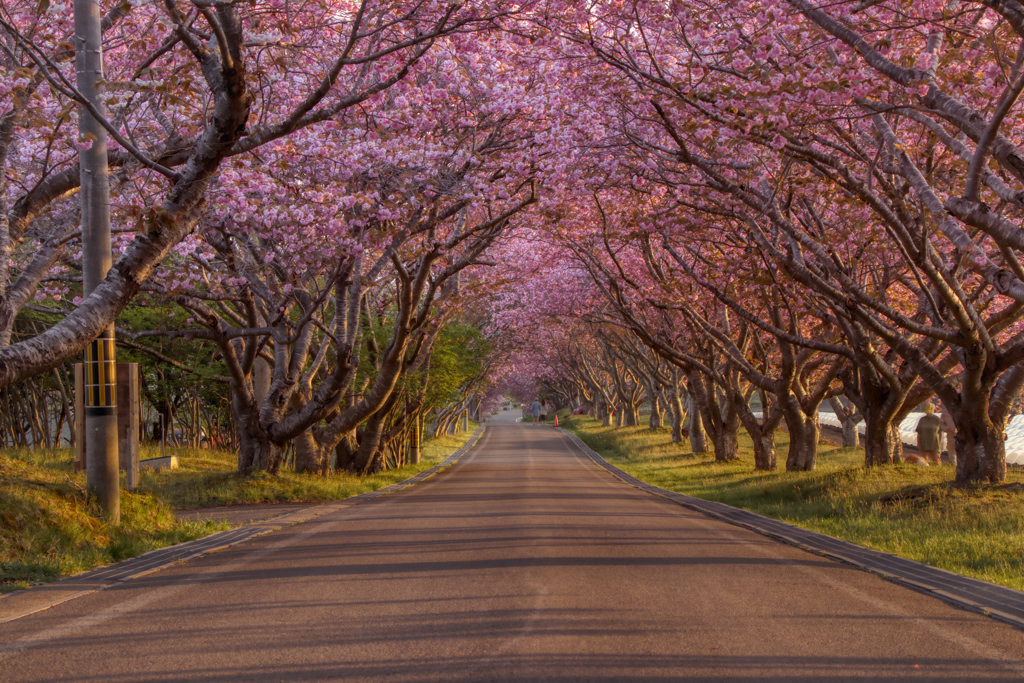 八重桜