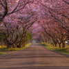 八重桜