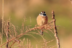 コレはどう見ても