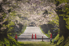 桜回廊(朝)