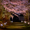 桜回廊