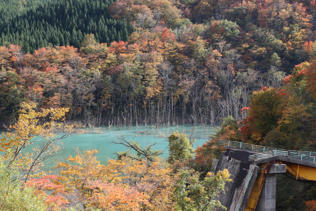 紅葉まで