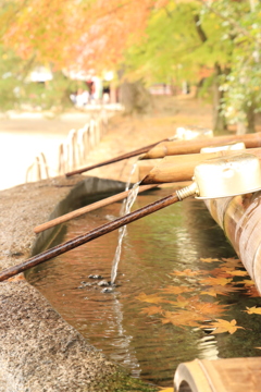 毛越寺