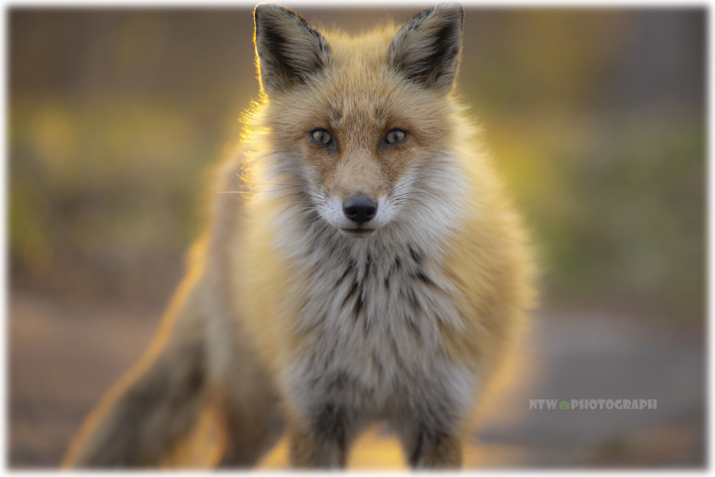 Red fox