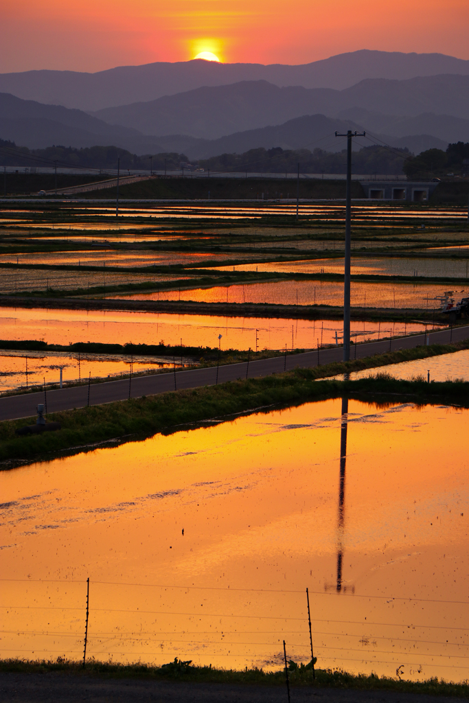 近所の田んぼ