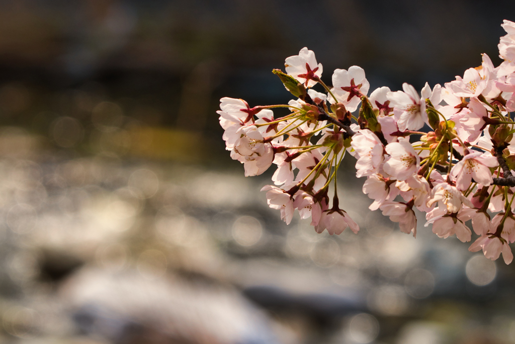 桜