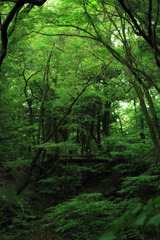In the Forest