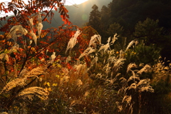 小瀬川周辺