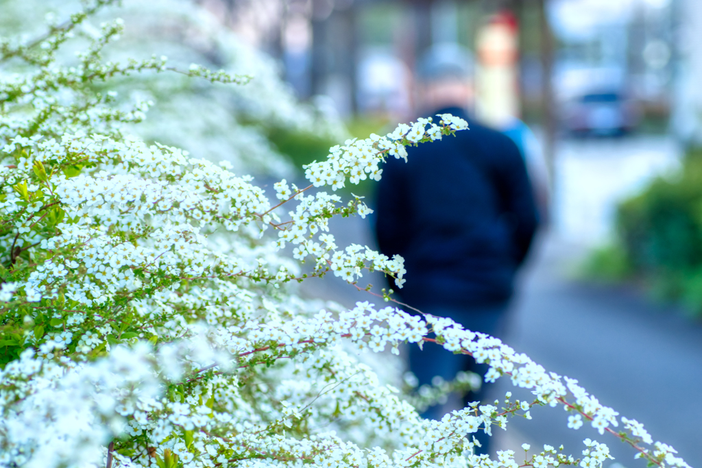 春の白い花・其の二