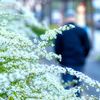 春の白い花・其の二