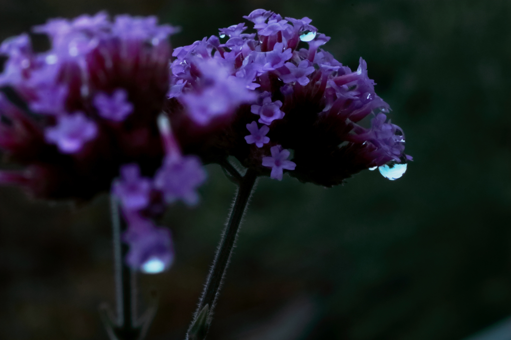 梅雨の晴れ間