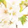 葉桜