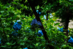 2022-紫陽花の戦い