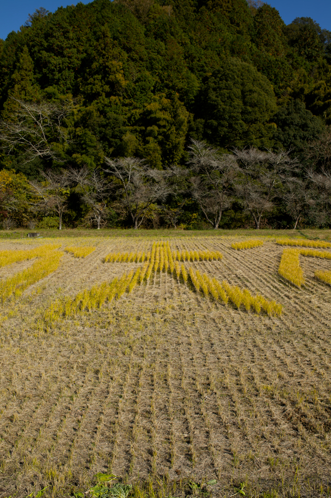 2024-小原村-田んぼアート「大」