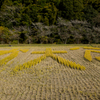 2024-小原村-田んぼアート「大」