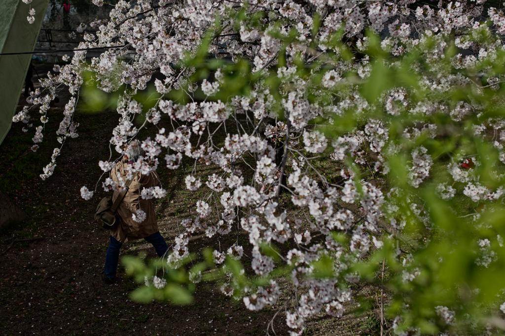 2024-桜の下のフォトグラファー