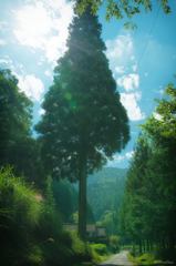 酷暑の夏山と御伽　一本杉のある道