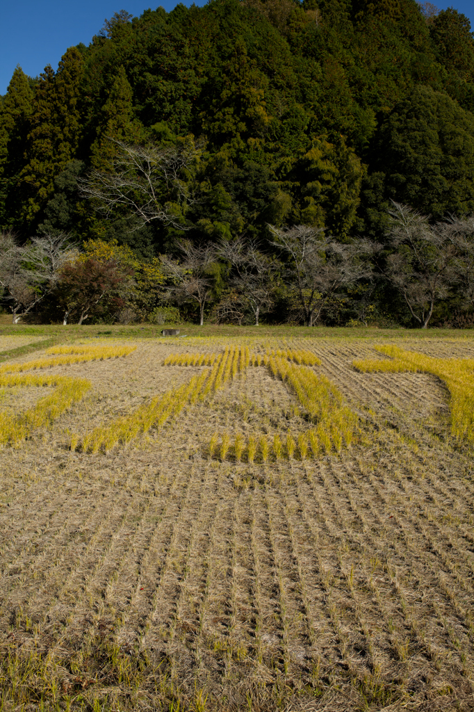 2024-小原村-田んぼアート「か」