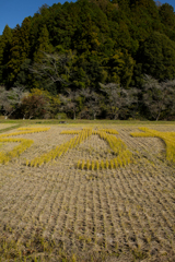 2024-小原村-田んぼアート「か」