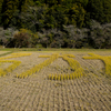 2024-小原村-田んぼアート「か」